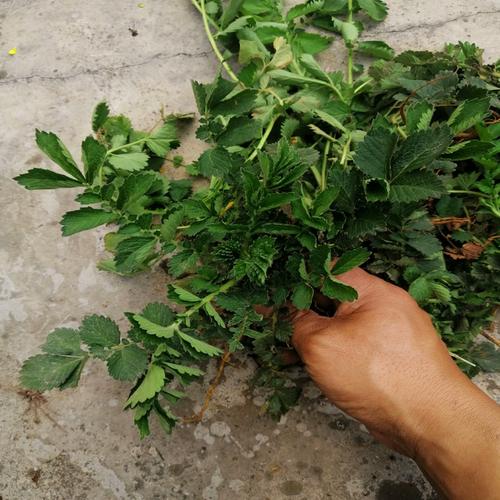 贵州新鲜仙鹤草脱力草龙牙草子母草现采500克现挖药材带根可栽培