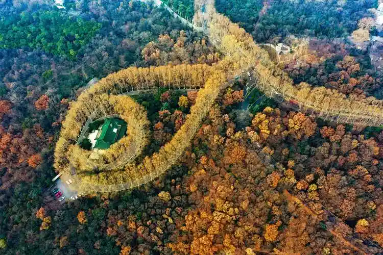 航拍南京紫金山宝石吊坠数千梧桐贯串唯美浪漫