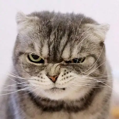 一只眼神自带杀气的猫咪,有点怕怕啊ins: grumpy coco