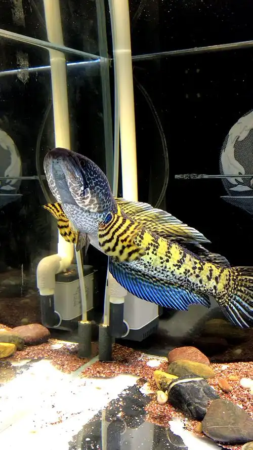 黄金雷龙鱼天气暖了,明显活跃了不少