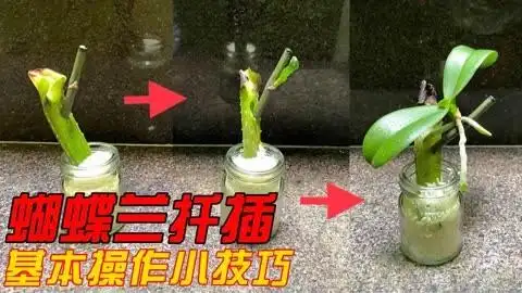 蝴蝶兰花梗扦插方法(蝴蝶兰剪下来的枝条能扦插吗)