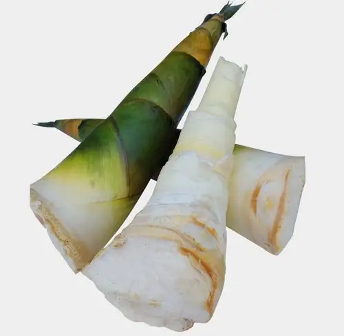 广东竹笋新鲜竹笋现挖笋5斤麻竹笋大头春笋 嫩笋9-10斤野生竹笋 5斤