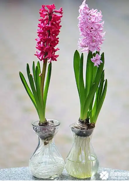 不要开花后就对风信子不管不顾了啊!