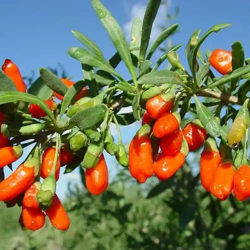 宁夏凯源生物特产 枸杞叶提取物 枸杞叶粉 比例提取1公斤起订