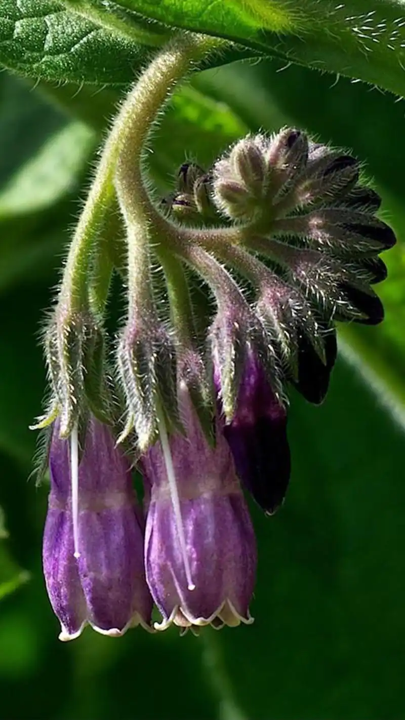 紫草(紫草科紫草属植物)
