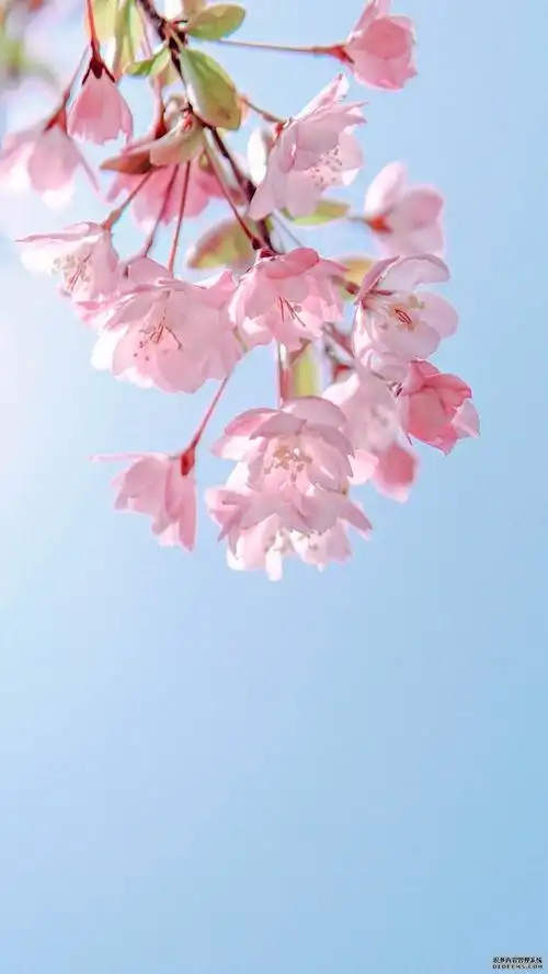 壁纸图片唯美清新,壁纸图片清新淡雅-图片大观-奇异网