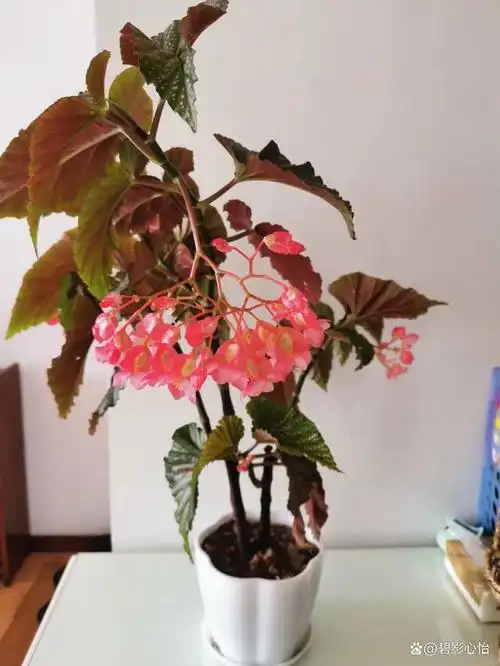 要想轻松养好竹节海棠,教你几个注意的问题,保你花开满枝