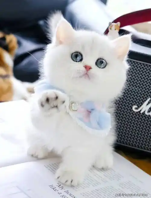 哈尔滨买银渐层猫首页网站(哈尔滨香坊区)买银渐层猫去哪里买(哈尔滨