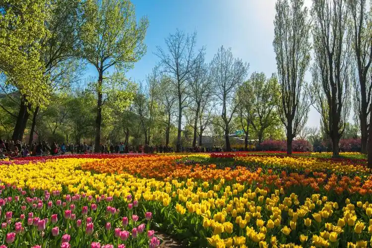 北京植物园~郁金香