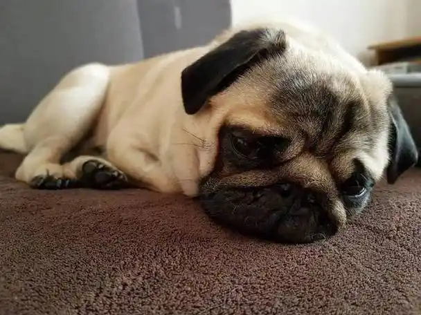 一只总是很难过的狗狗委屈的快要哭出来了好像抱抱它