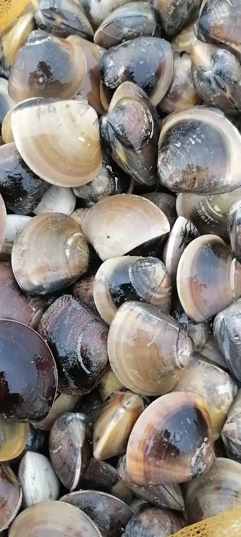 自家养殖的车螺白螺,需要联系13557705255 - 抖音