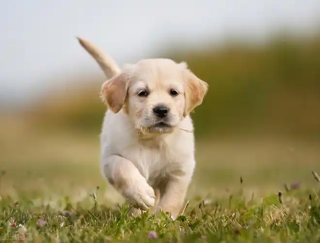 金毛犬智商很高,如何训练小狗狗,铲屎官实践经验