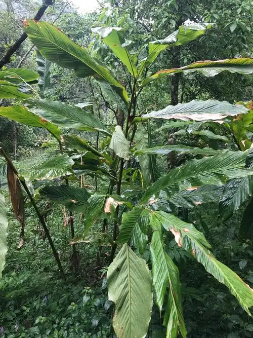 腾冲印象之八——路途中的植物花草 - 美篇