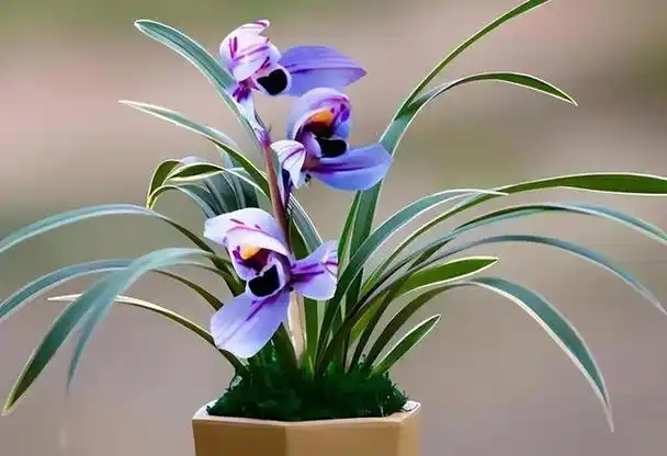 被誉为是"香花之王"的紫月荷,花色高贵,兰香醇正,适合新手