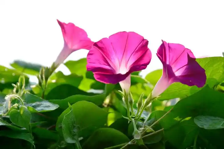 喇叭花,在金风中吹响(鸟语花香之1)