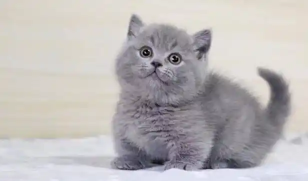 正规猫舍出售精品蓝猫幼崽 品质保障 包纯种包健康