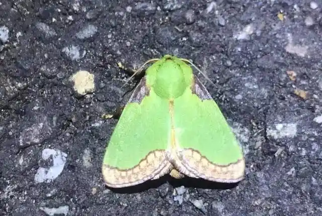 被洋辣子蜇了怎么办作为一种害虫它有什么作用