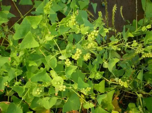 馆 馆藏分类【别名】河白草,蛇倒退,梨头刺,蛇不过,犁头刺藤,老虎利