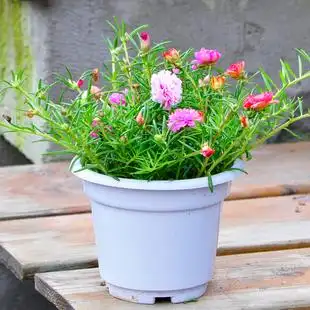 重瓣太阳花盆栽室外阳台花卉绿植观花植物太阳花苗带花苞带土发货