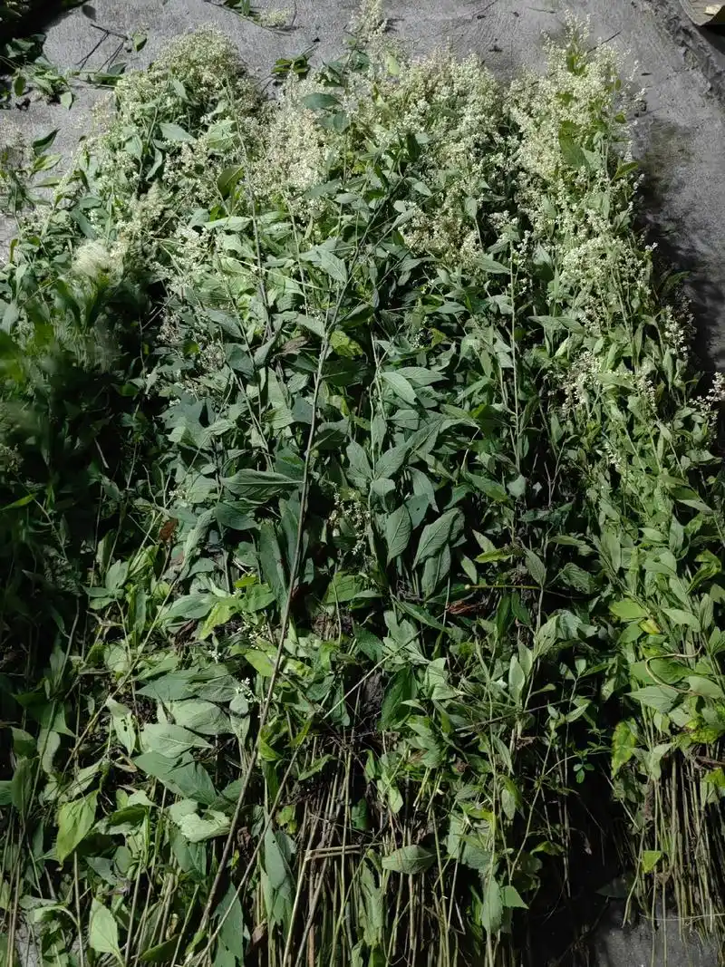 宁波人民的夏季解暑茶饮六月霜#野生药材 #大自然的馈赠 - 抖音