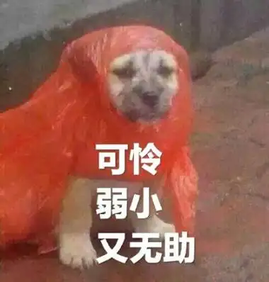 可怜弱小又无助(狗子穿红色雨衣)