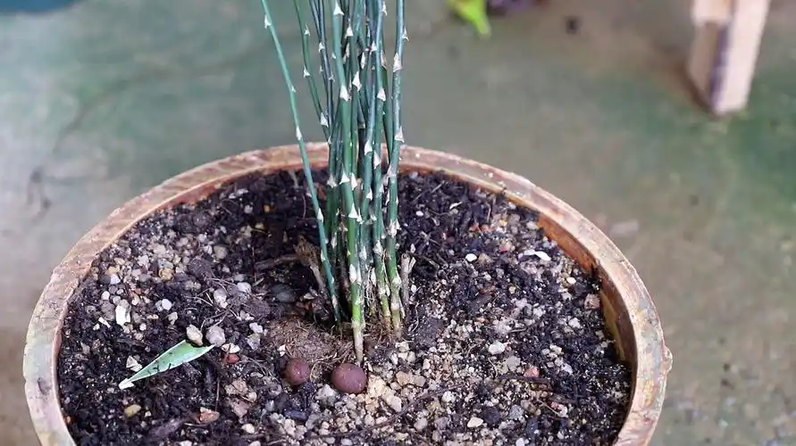 做造型养花匠 服务升级 2养文竹黄叶腐烂,改一下浇水方法试试,见效快