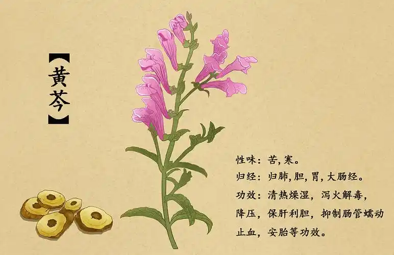 黄芩.jpg