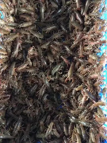 小龙虾苗