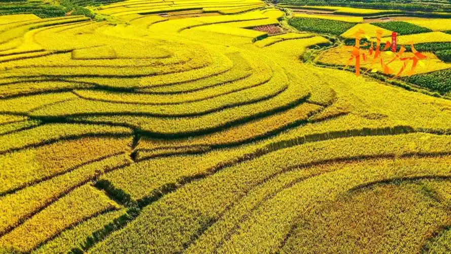 秋分时节丰收季清新唯美稻田