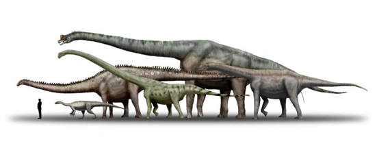 马门溪龙梁龙雷龙和腕龙傻傻分不清