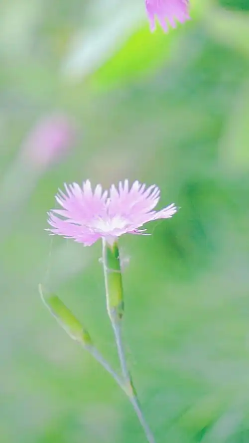 小清新植物花卉唯美摄影图片