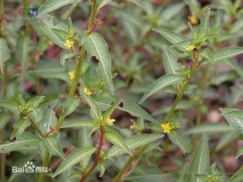 raven 别    称 水丁香,草里金钗,草龙,针筒刺,水龙,水秧草, 丁香蓼
