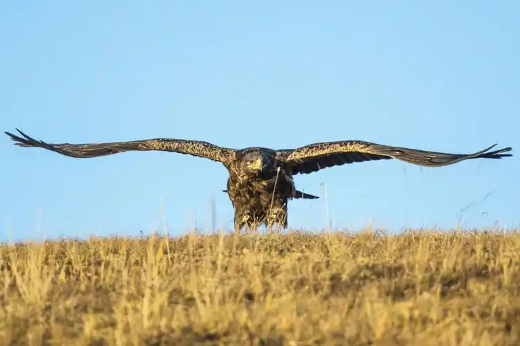 草原雄鹰