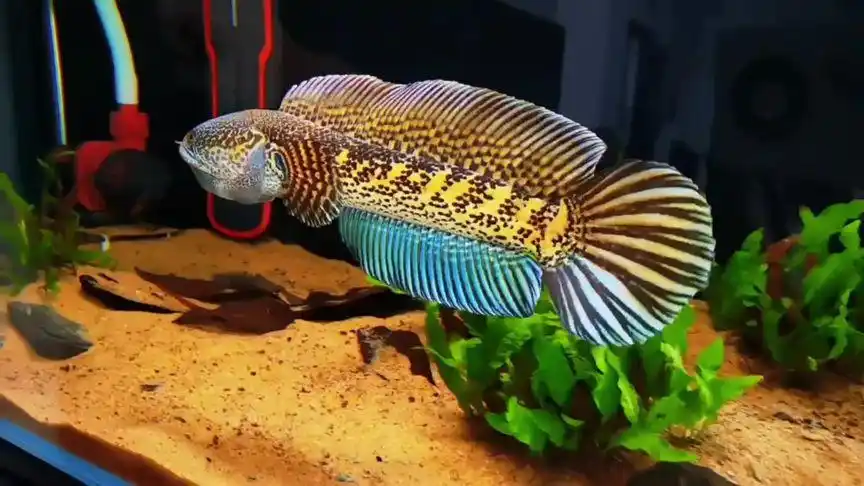 黄金眼镜蛇雷龙 #养鱼日记 #雷龙鱼