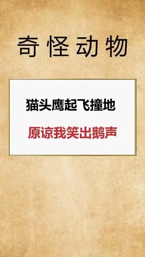 猫头鹰我是谁我在哪