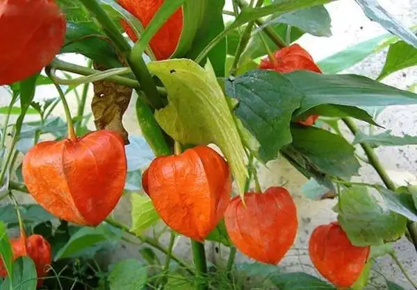 1/5 农村路边的"红灯笼",其实是被忽略的稀特蔬菜