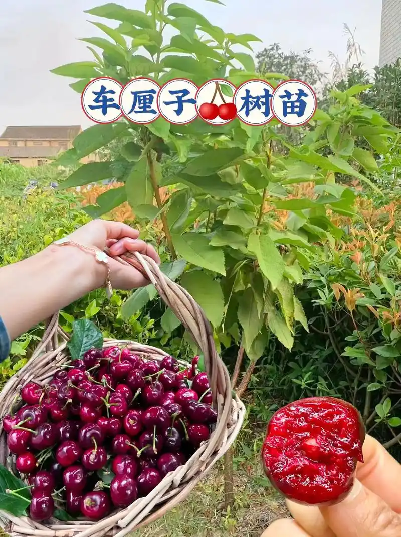 车厘子树苗 #阳台小院均可种植 适合南北方种植的车厘子树苗 - 抖音