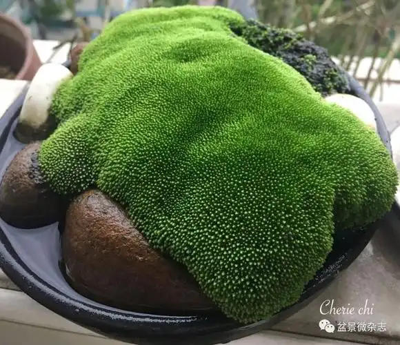 乡间捡拾潮湿的石头造出属于自己的苔藓盆景