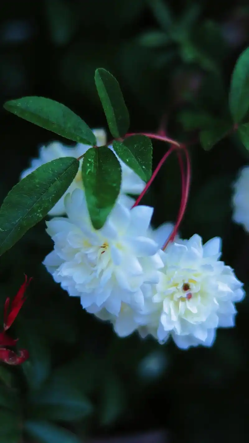 木香花开时,满庭皆生香 尘心若染香,何处不静好 花语:爱情的 - 抖音