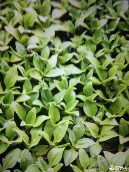 冰菜种苗 专业种植冰菜,冰菜苗