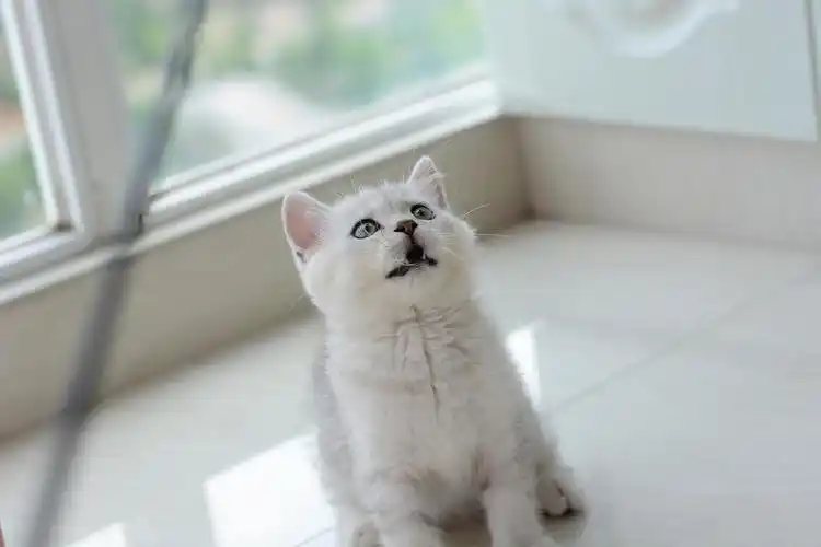 家养银渐层弟弟