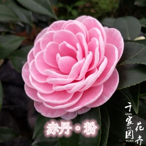 粉丹茶花花苗盆栽山茶花树苗五色赤丹单色阳台花卉