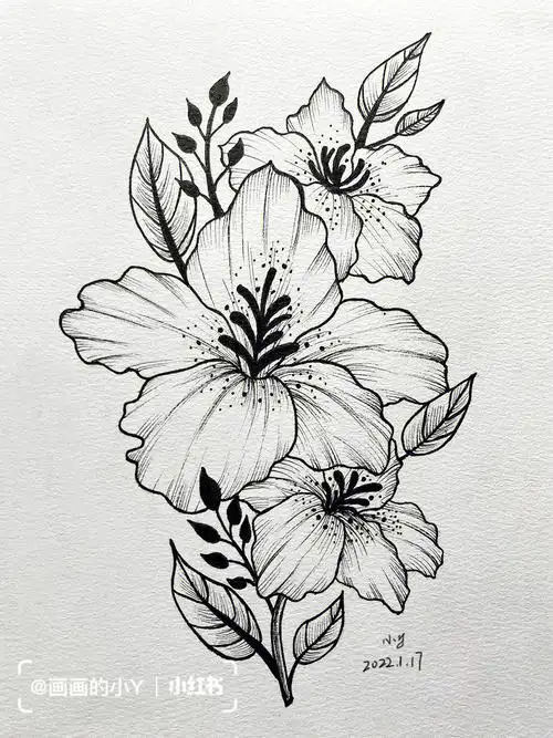 扶桑花线稿针管笔手绘花卉附过程图