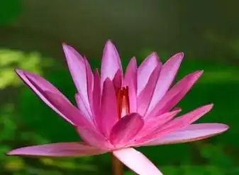 属兔的幸运花和旺财花2