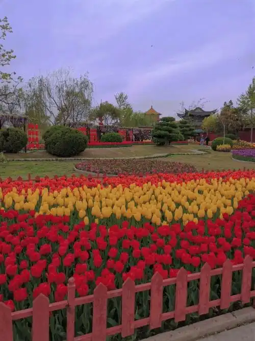 开封天波杨府郁金香