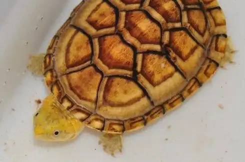 白唇蛋龟凶不凶 白唇蛋龟凶猛吗