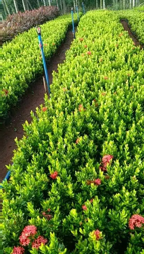 小叶龙船(小叶龙船花)_小叶龙船(小叶龙船花)面议_小叶龙船(小叶龙船