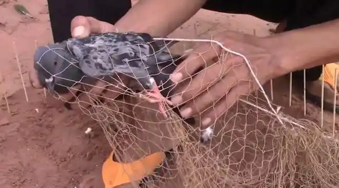 襄汾小哥自制一张大网成功捕到一只鸽子