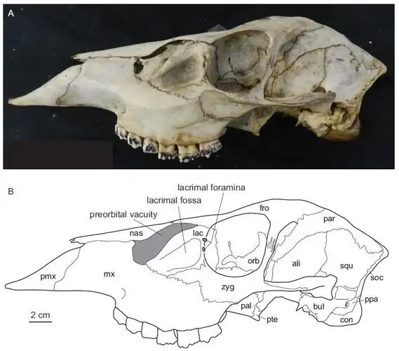 脊椎动物的头骨由几十块骨头组成(人类有22块),不同物种之间存在很大