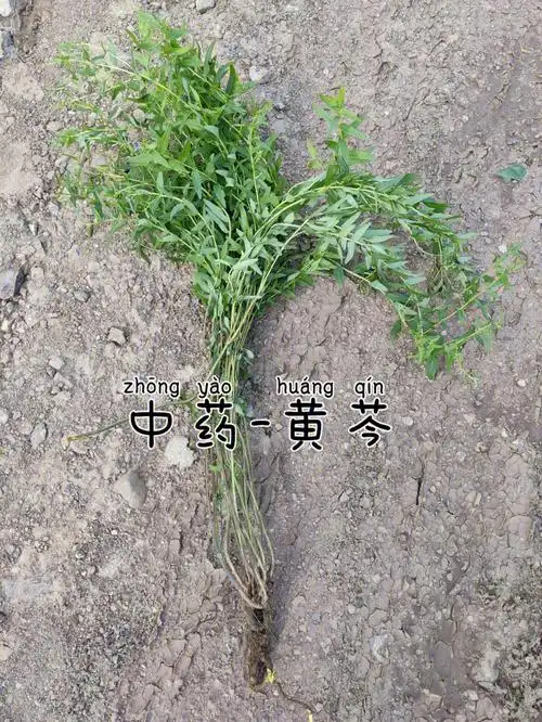 舅舅说这棵黄芩有十多年了